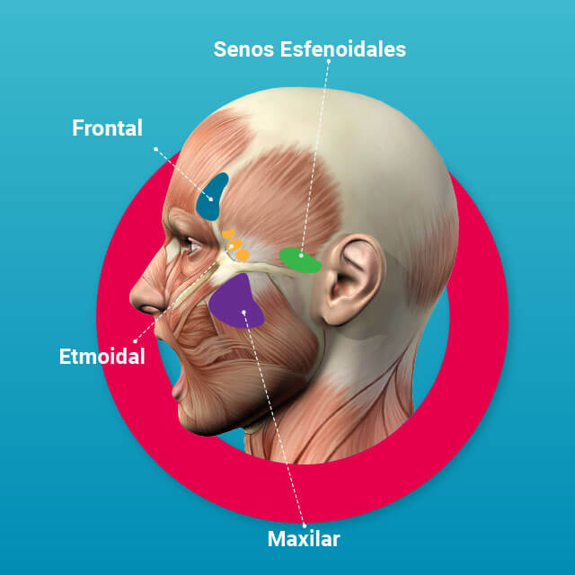 senos_paranasales_1