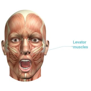 levator_muscle